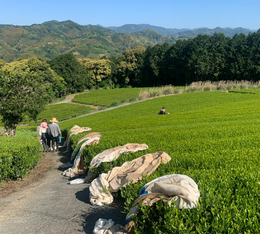 piantagione di t&egrave; matcha